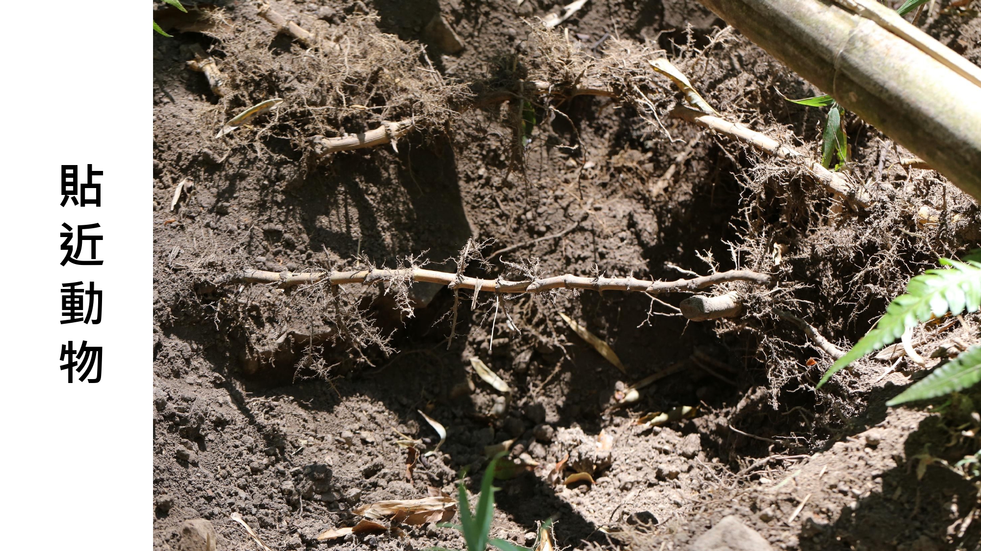 無螫蜂生態導覽